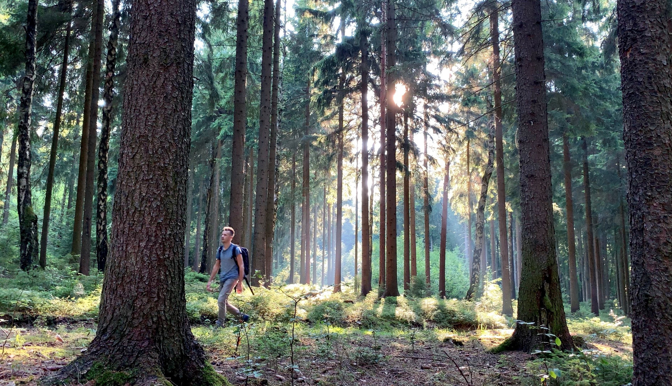 Voting: Vogtland Panorama Weg will schönster Wanderweg werden