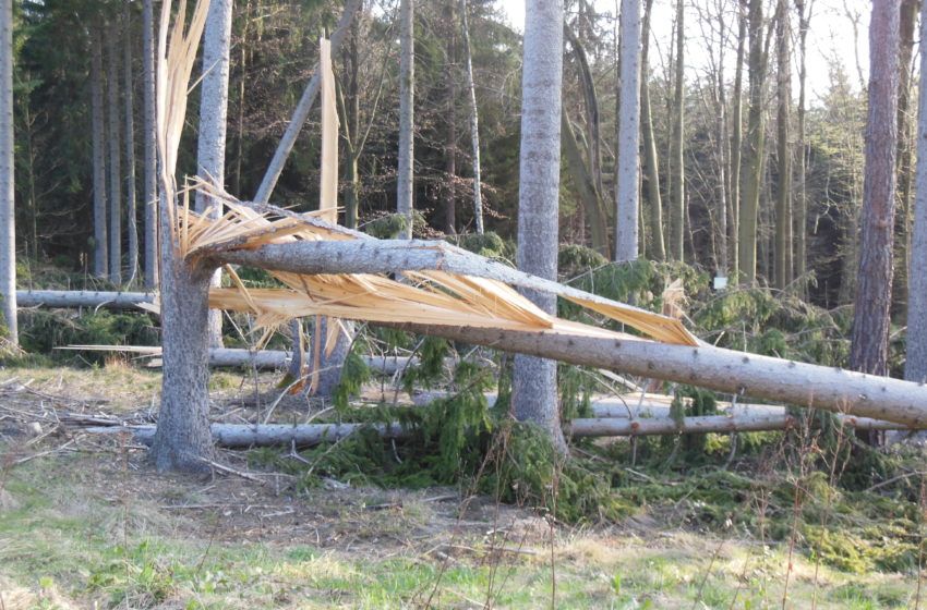 Forstbehörde zieht erste Bilanz nach Sturmtief „Ignatz“. Foto: Landratsamt Plauen