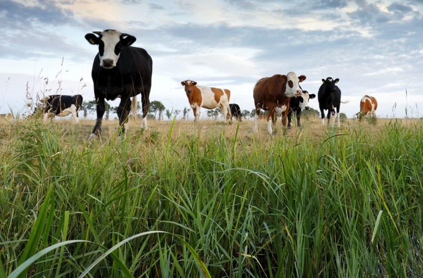 Bauern im Vogtland kämpfen gegen Rinderseuche. Foto: envato/catolla