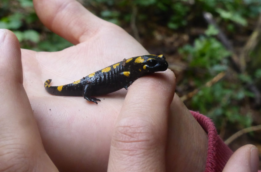 Feuersalamander in Sachsen sitzen auf dem Trockenen. Foto: Bund für Umwelt- und Naturschutz (BUND) Landesverband Sachsen e.V.