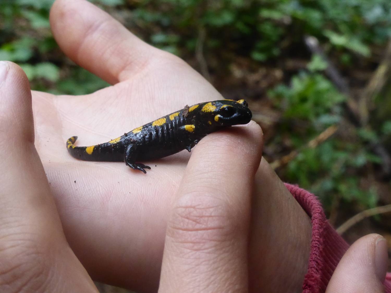 Feuersalamander in Sachsen sitzen auf dem Trockenen