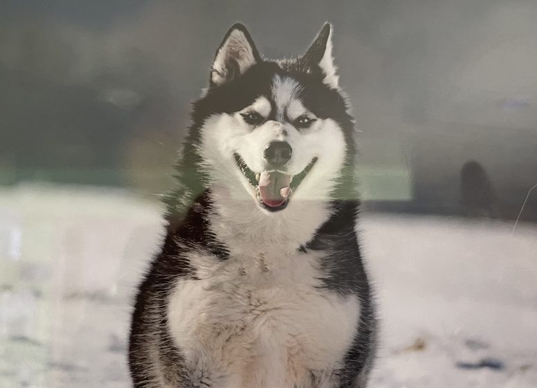 Husky in Krebes gestohlen. Foto: Polizei