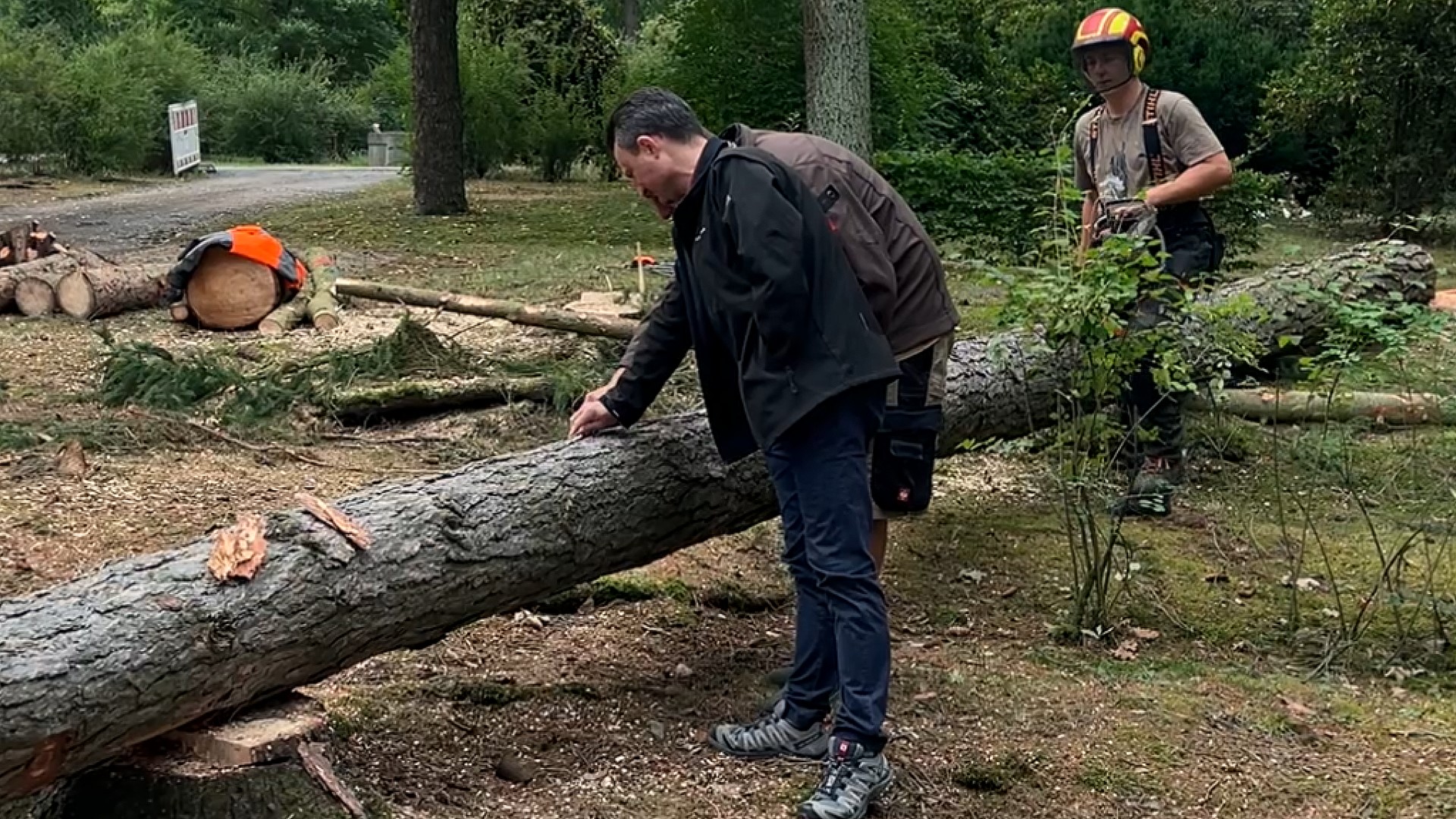 Massive Baumfällung auf Hauptfriedhof in Plauen