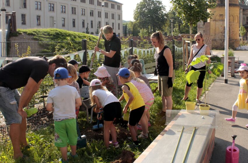 Ein Klimabaum für’n Regenbogen. Foto: Stadt Plauen