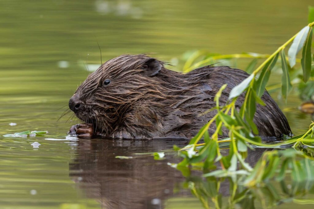 Biber im Vogtland gesehen. Foto: envato