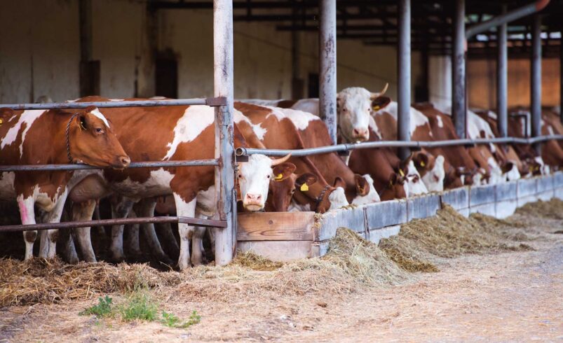 Ein Rinderbestand in einem Stall. Foto envato