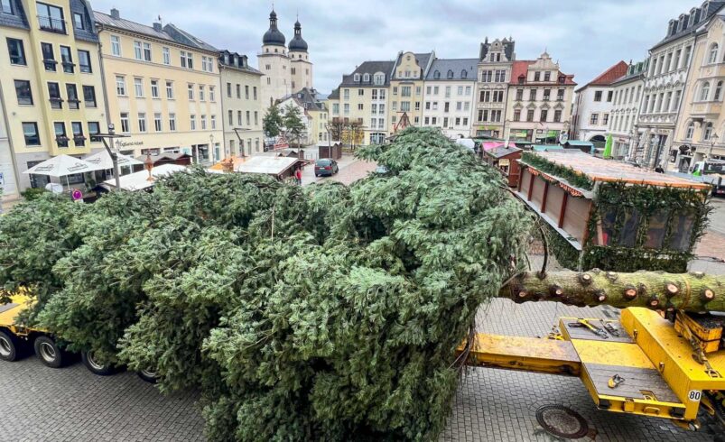 Das ist der Plauener Weihnachtsbaum 2024. Foto: S. Höfer