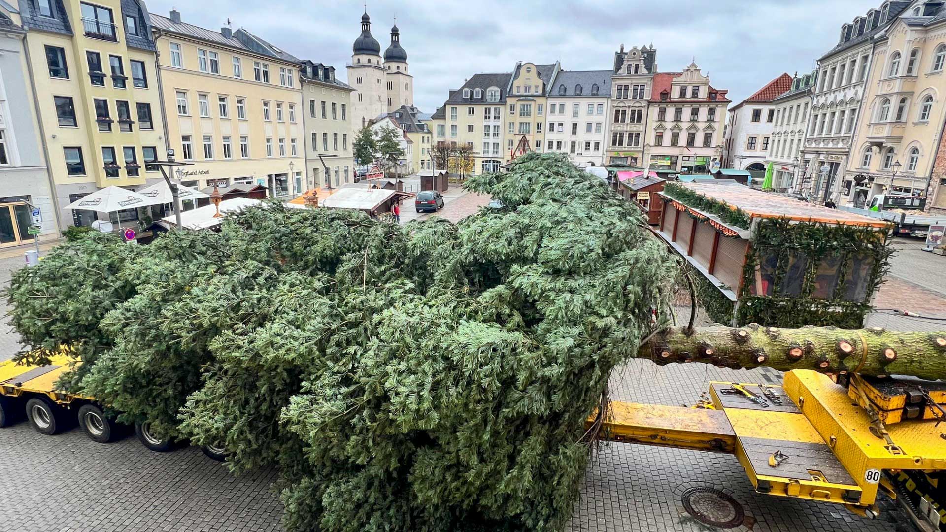 Das ist der Plauener Weihnachtsbaum 2024. Foto: S. Höfer