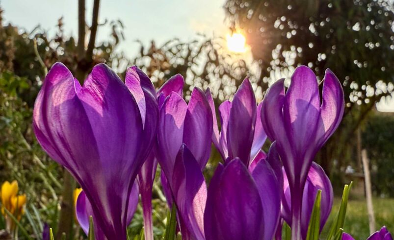 Der Frühling zeigt seine ersten Frühblüher. Foto: A.Hellgoth