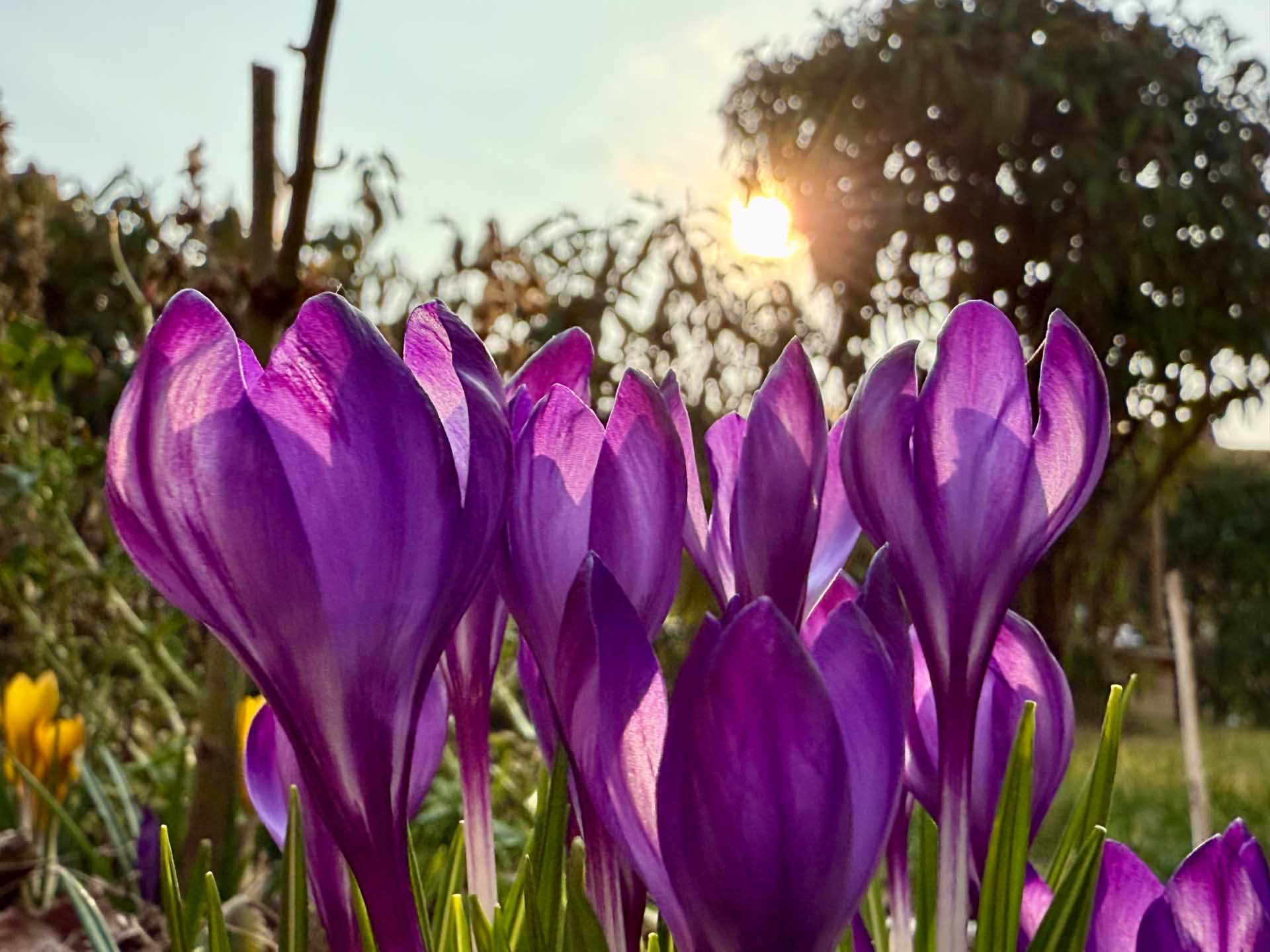 Der Frühling zeigt seine ersten Frühblüher. Foto: A.Hellgoth